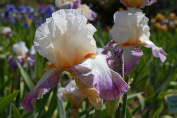 White and purple Tall bearded iris, Bold Fashion, in a spring garden