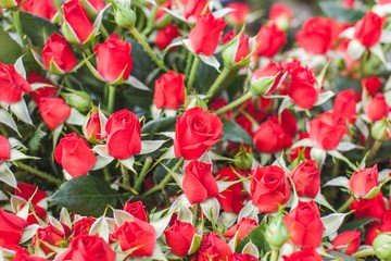 Hot red rose on flowerbed background