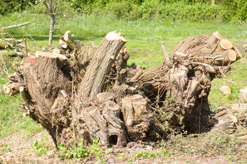 Tree with sawed stumps in the park