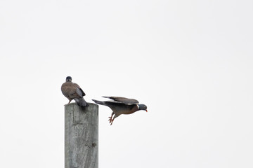 Pájaro iniciando el vuelo
