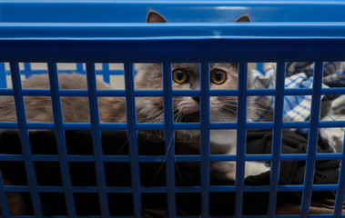 Little Maincoon kitten is sitting in a blue laundry basket and looking out cheeky