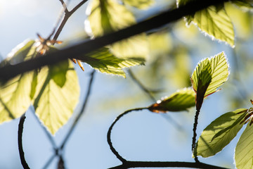 Naturerwachen im Frühling, zarte Buchenblätter leuchten in hellem Grün im Sonnen Gegenlicht.