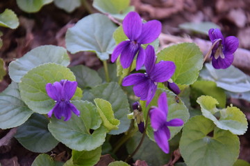 Violette, fiori viola primaverili