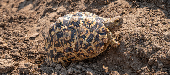Leopard tortoise (Stigmochelys pardalis) in the Hwange National Park, Zimbabwe