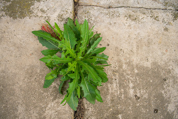 plant in the ground
