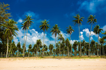 thailand, phuket, palm, tree, tropical, sky, beach, coconut, blue, nature, summer, landscape, travel, palms, island, green, trees, sea, palm tree, vacation, sunny, ocean, sand, sun, cloud, paradise,