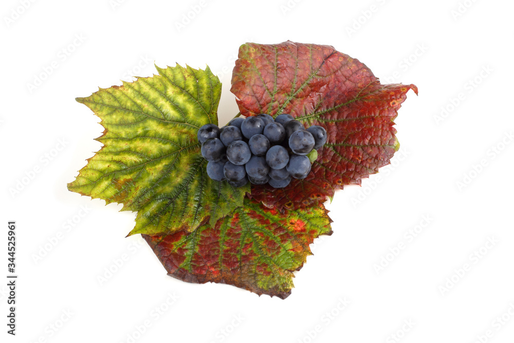 Sticker Black wine grape on autumn leaf