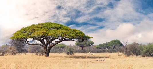 Foto op Aluminium Afrikaans landschap in het Hwange National Park, Zimbabwe © HandmadePictures