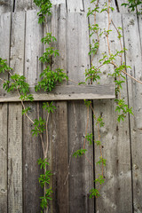 old wooden fence with ivy