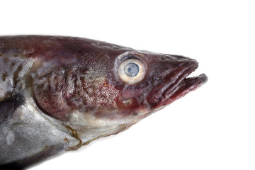 Alaska pollock