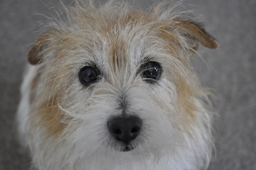 Jack Russel wire haired