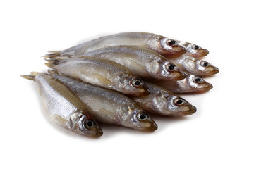Smelt fishes