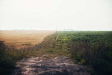 Landscape, way through the field on a clear day. 