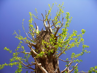 春の銀杏の芽吹き風景