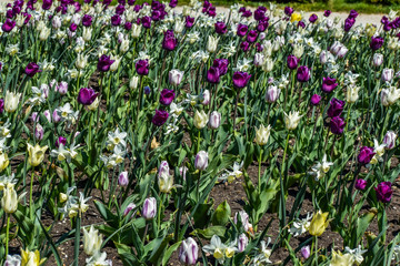 Beautiful colorful flowers in the garden.