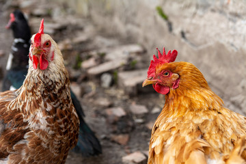 Two Cute hens