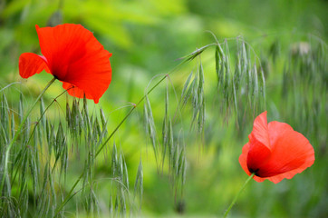 summer flowers red poppies in green grass
