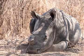 Fototapeta premium Dehorned Rhino in the Hwange National Park, Zimbabwe