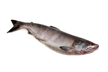 Chum salmon