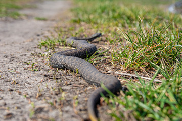 Black snake viper creeps along a dirt road