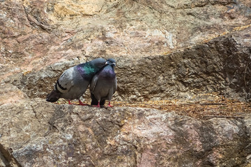 Fototapeta premium pigeon on the rocks