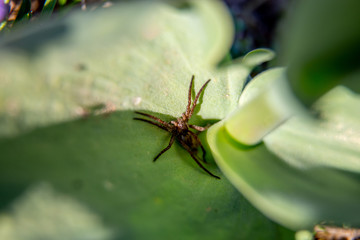 Brown spider on the green leaf