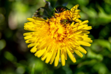 Background of yellow dandelion on green grass