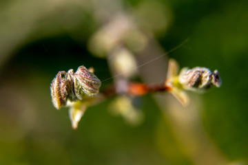Branch with magnolia buds as background