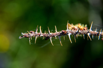 Fototapeta premium Branch with thorns on green background.