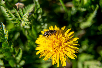 Bee on yellow dandelion with green background in back
