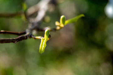 Branch with magnolia buds as background