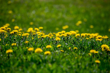 Yellow dandelions on green meadow as background