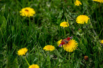 Butterfly on yellow dandelions in green meadow