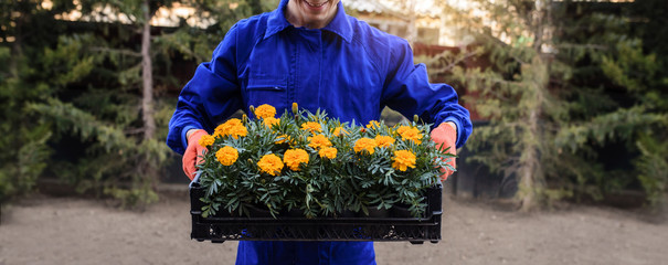 Close up hands of  gardener in blue overalls holding a box full of seedlings flowers