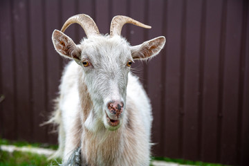Grey goat portrait