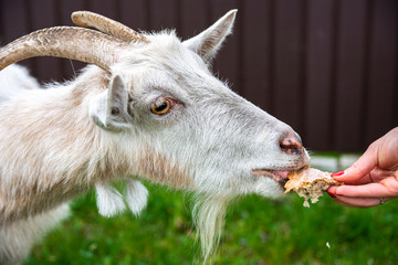 Grey goat portrait