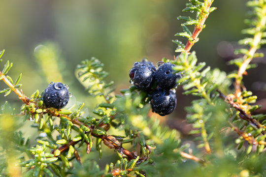 Empetrum nigrum, crowberry, black crowberry, in western Alaska, blackberry is a flowering plant species in the heather family Ericaceae with a near circumboreal distribution in the northern hemisphere