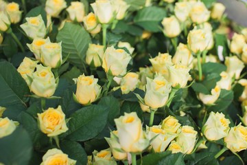 Fototapeta premium Ilios rose in the flowerbed