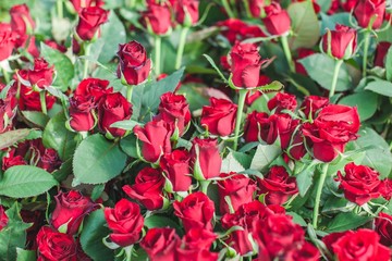 Grand Prix dark red rose bush