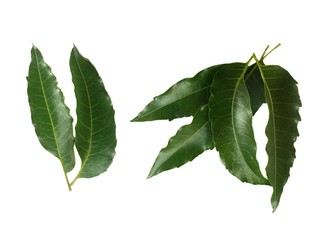 Neem leaves on a white background.