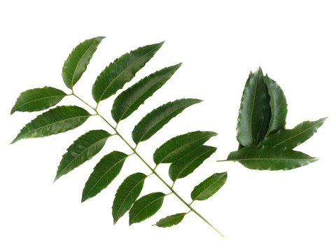 Neem leaves on a white background.