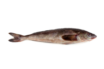 Sea bass