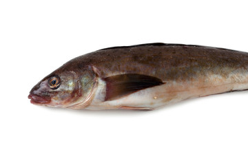 Sea bass