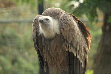 condor