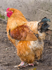 Brown rooster in the barnyard at the chicken farm close-up. 