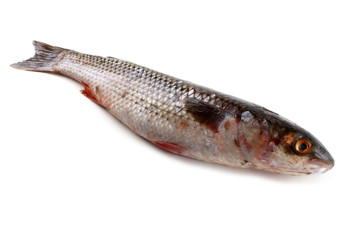 Pelengas (So-iny mullet)
