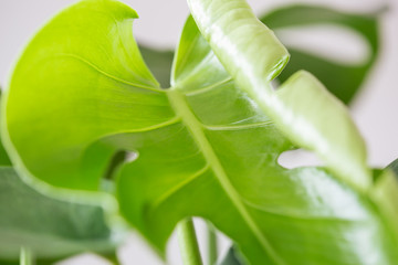 untwisting young monstera leaf