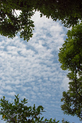 うろこ雲と木々の枝葉