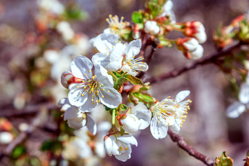 Beautiful blooming apricot tree branches with white flowers growing in a garden. Spring nature background.