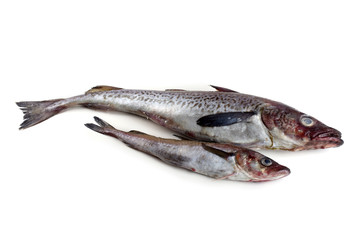 Alaska pollock